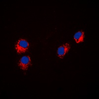 Paxillin antibody