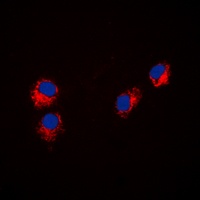 Anti-Paxillin Antibody