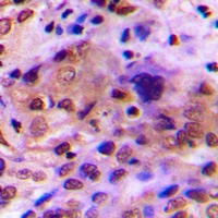 Anti-RAD51C Antibody