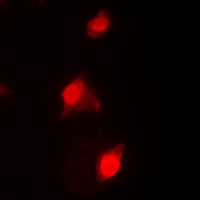 RAD51C antibody