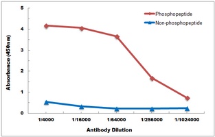 NF-kappaB p65 (phospho-T254) antibody