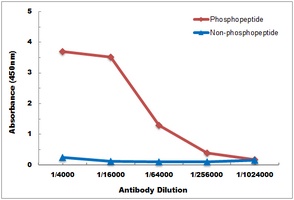 NF-kappaB p65 (phospho-T435) antibody