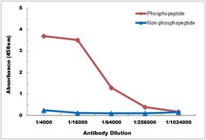 Anti-NF-kappaB p65 (Phospho-T435) Antibody