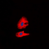 RET (phospho-Y1062) antibody