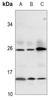 Relaxin 3 Rabbit Polyclonal Antibody