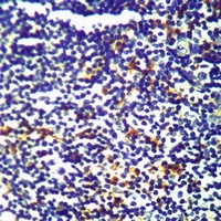 Anti-Relaxin 3 Antibody