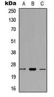 RNF125 Antibody