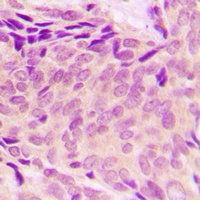 Anti-RPL37A Antibody