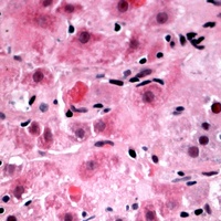 Anti-RPL39 Antibody
