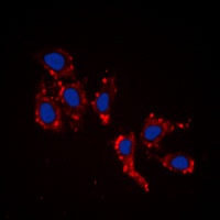 RPL39 antibody