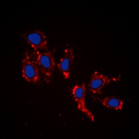 Anti-RPL39 Antibody