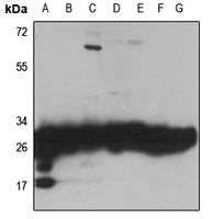 RPL7 Antibody