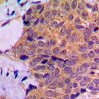 RPL7 Antibody