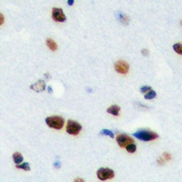 Anti-RPS19BP1 Antibody