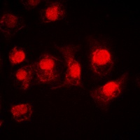 MSK1 Antibody