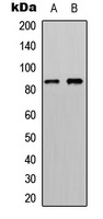 RSK4 Antibody