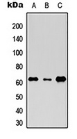 RTKN Antibody