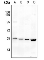 MCT4 Rabbit Polyclonal Antibody