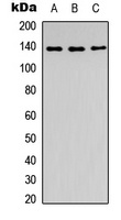 SLC4A7 Rabbit Polyclonal Antibody