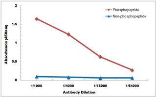 Smad2 (phospho-S467) antibody