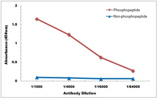 Anti-SMAD2 (Phospho-S467) Antibody