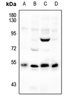 SMAD3 Antibody