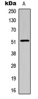 SMAD3 Antibody