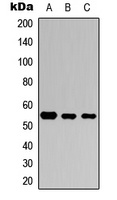 SMAD3 (Phospho-S423) Antibody