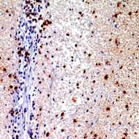 Alpha-synuclein Antibody