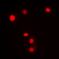 SP1 (phospho-T453) antibody