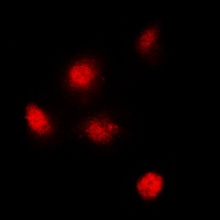 SUPT3H antibody