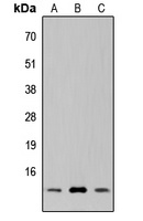 SUPT4H Antibody