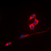 ECHOS1 antibody