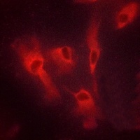 Anti-CD134 Antibody