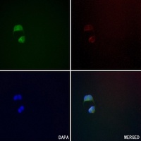 Anti-CD134 Antibody