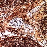 CD253 antibody