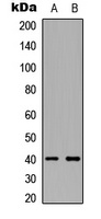 CD254 Antibody