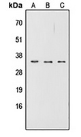 CD252 Antibody