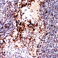 Anti-CD252 Antibody
