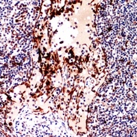 CD252 antibody