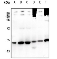 TRIM38 Antibody