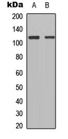 TSHZ1 Antibody