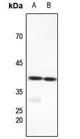 FX Antibody