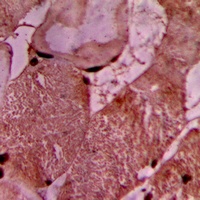 Anti-Vinculin Antibody