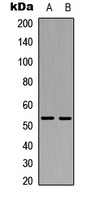 XIAP Antibody