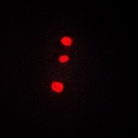 ZIC1/2/3/4/5 antibody