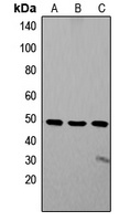 ZIC1/2/3 Antibody