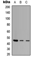 ZNF232 Antibody
