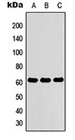 ZNF76 Antibody