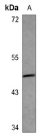 ARMCX1 Antibody